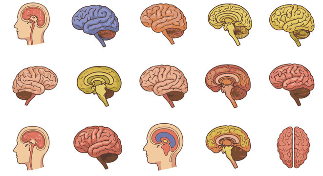 Colorful Brain Anatomy Illustrations A Detailed Look at the Human Brain's Structure, Perfect for Medical & Educational Use