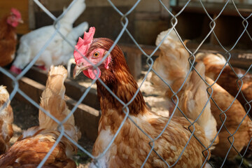 Brown hen or chicken looking at camera behind the mesh in chicken coop, rural scene. Livestock and farming. High quality photo