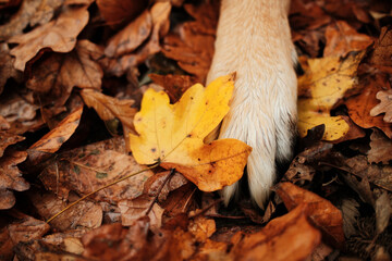 German Shepherd ginger paw resting among fallen oak and maple leaves with a bright yellow leaf in focus