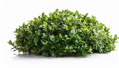 Obraz premium Dwarf English Boxwood Isolated On White Background