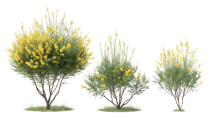 Three ornamental flowering shrubs with yellow blooms isolated on transparent background