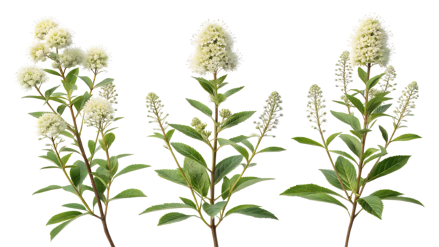 Three delicate white flowering branches with green leaves isolated on a transparent background for floral design isolated on transparent background