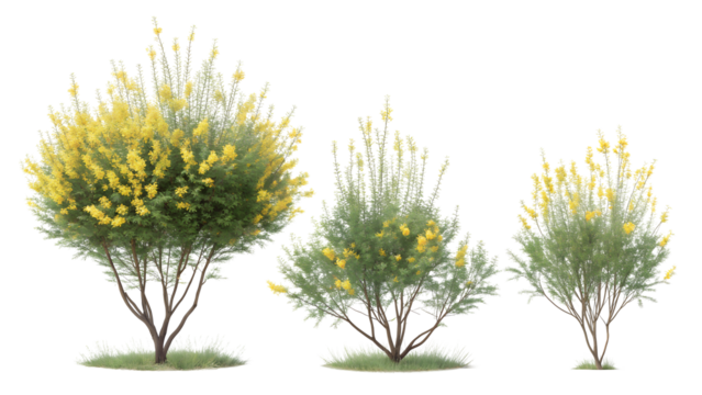 Three ornamental flowering shrubs with yellow blooms isolated on transparent background - Powered by Adobe