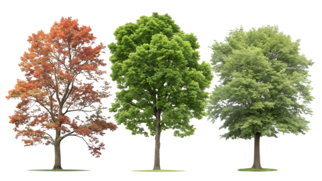 Three distinct deciduous trees showcasing autumn foliage and lush green leaves isolated on transparent background