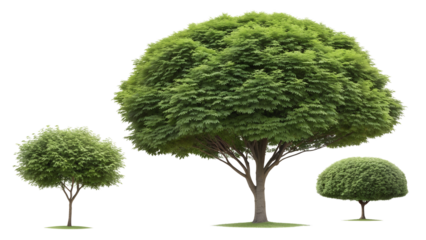 Three lush green ornamental trees with rounded canopies and visible trunks isolated on transparent background