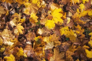 autumn leaves on the ground