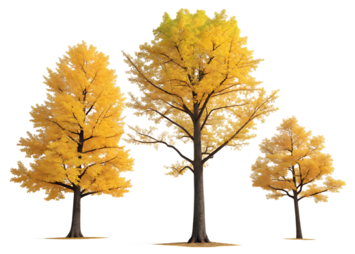 Three deciduous trees with vibrant yellow autumn foliage isolated on a transparent background for design isolated on transparent background