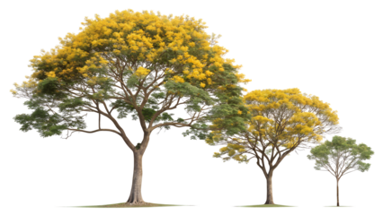Realistic 3d rendered autumn trees of varying sizes with yellow and green foliage isolated on transparent background