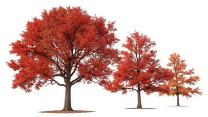 Vibrant autumn trees with fiery red and orange foliage isolated on transparent background