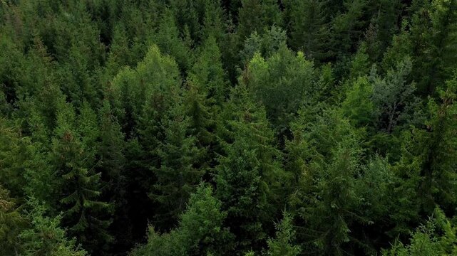 Cinematic Green Nature Journey — Calm Forest Exploration Motion in 4K