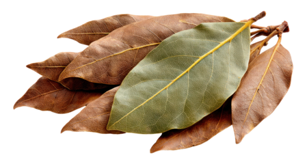 Bay leaves dried herbs isolated white background cooking ingredient culinary for food	