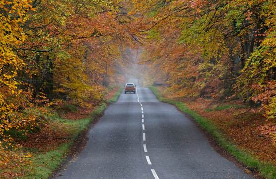 Autumn trees hanging over road at Edzell