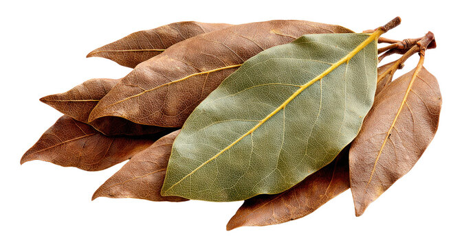 Bay leaves dried herbs isolated white background cooking ingredient culinary for food	