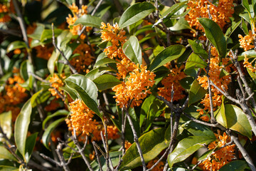 咲き誇る金木犀の花