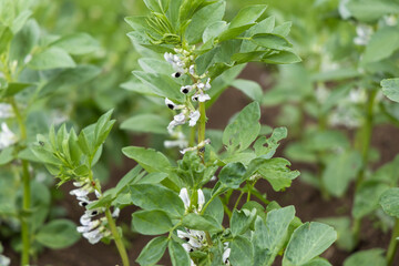 Broad bean plants blooming in Zuberec field