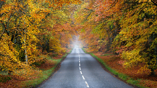 Autumn trees hanging over road at Edzell