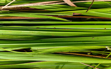 Natural close-up of fresh green wild grass texture. Perfect for eco design, organic backgrounds, nature patterns, and tropical environmental themes.