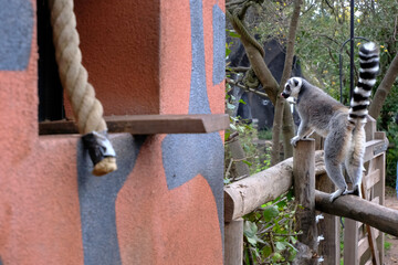 Obraz premium Ring-Tailed Lemur in Natural Light wildlife portrait