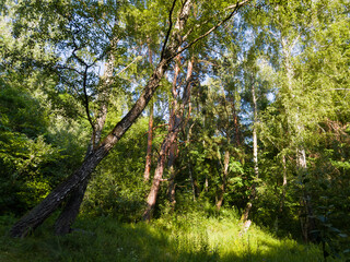 Fototapeta premium Forest with old birches and pines in summer sunny day