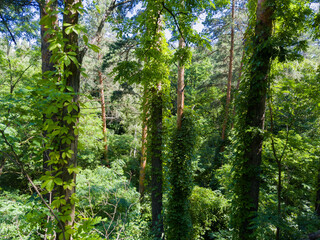 Obraz premium Tree trunks overgrown with climbing plants in the forest thickets