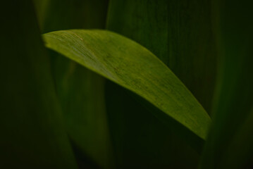 green leaf background