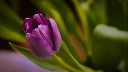 purple tulip flower