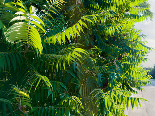 Sumac branches with bright green leaves in sunny day backlit