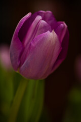 pink tulip on black background