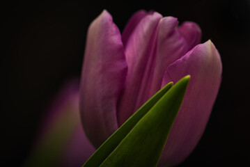 pink tulip flower