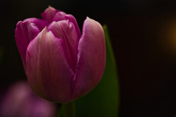 pink tulip on black background