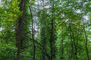 Fototapeta premium Trees trunks overgrown with climbing plants in the forest thickets