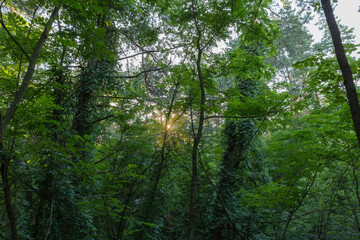 Fototapety na wymiar - Fototapeta24.pl