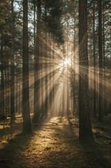 Naklejka premium Stunning sunbeams pierce through tall trees, illuminating a peaceful forest floor with golden light, evoking tranquility and natural beauty.