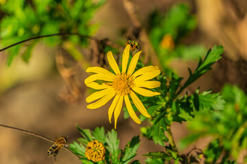 黄色いキク科の花をマクロ撮影
