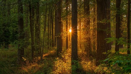 Obraz premium Golden sunbeams pierce lush forest canopy, illuminating vibrant green leaves and dappled sunlight on forest floor, creating a magical, serene woodland scene.