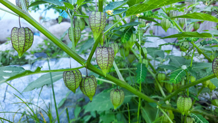 unripe ciplukan fruit (Physalis angulata) on the green grass