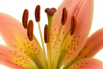 Lily flower close-up with detailed stamens and pistil showing reproductive parts, isolated on transparent background