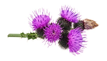 Thistle cluster, purple blooms, spiky leaves. Isolated on white