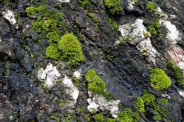 Moss and Lichen on Tree Bark Texture