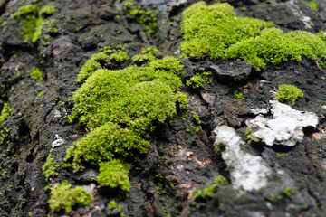 Green Moss on Tree Bark, Nature's Embrace