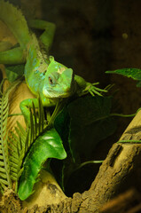 green iguana on a branch