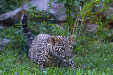 Panthera pardus tulliana, also called the Persian leopard, Anatolian leopard and Caucasian leopard, a young leopard sneaks up on prey