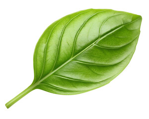 Obraz premium basil isolated on transparent white background full depth of field clipping path
