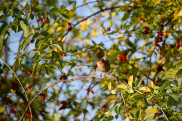 Eurasian Wren (Troglodytes troglodytes) perched on a branch among autumn leaves and red berries, bathed in warm sunlight