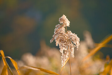 Golden reed plumes softly glowing in natural sunlight