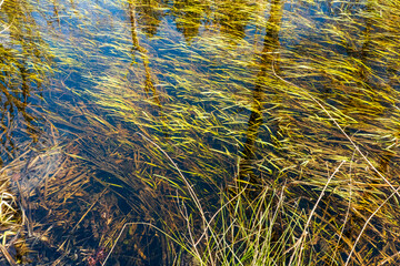 The bottom visible through the surface of the water.