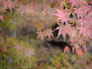 Softly colored maple leaves forming a heart-shaped gap in gentle autumn...
