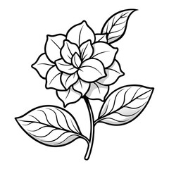  gardenia-jasminoides-double line art  flower