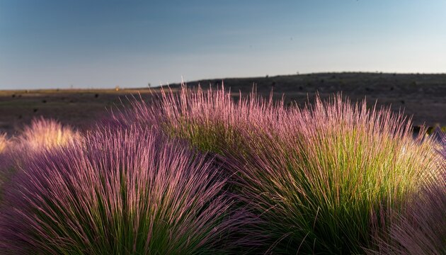 Nut Grass Purple Nutsedge Nutsedge Cocograss