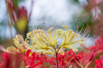 秋に咲く黄色い彼岸花（リコリス）のクローズアップ